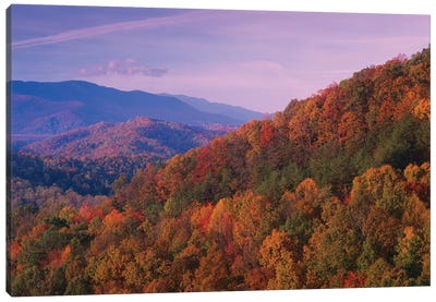 Fall Colored Forest, Appalachian Mountains, Great Smoky Mountains National Park, North Carolina Canvas Art Print - Appalachian Mountains