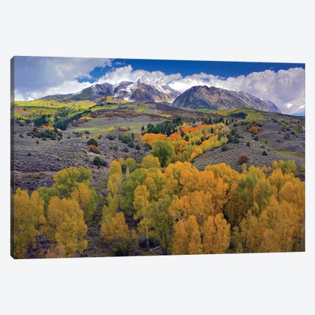 Fall Colors At Chair Mountain, Colorado Canvas Print #TFI354} by Tim Fitzharris Art Print