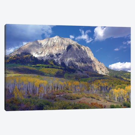 Fall Colors At Gunnison National Forest, Colorado Canvas Print #TFI355} by Tim Fitzharris Canvas Art Print