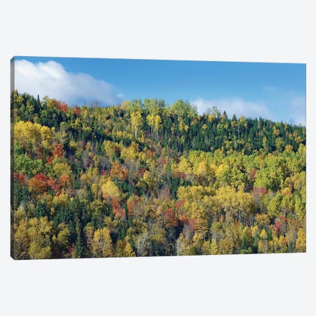 Fall Colors, Chic-Chocs, Quebec, Canada Canvas Print #TFI356} by Tim Fitzharris Canvas Art Print