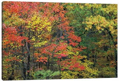 Fall Foliage At Fishers Gap, Shenandoah National Park, Virginia Canvas Art Print - Shenandoah National Park