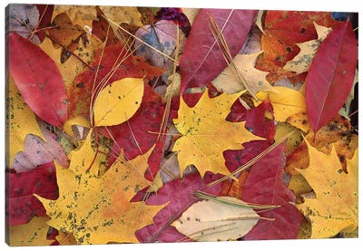 Fall-Colored Maple, Sourwood And Cherry Leaves On Ground, Great Smoky Mountains National Park, Tennessee Canvas Art Print
