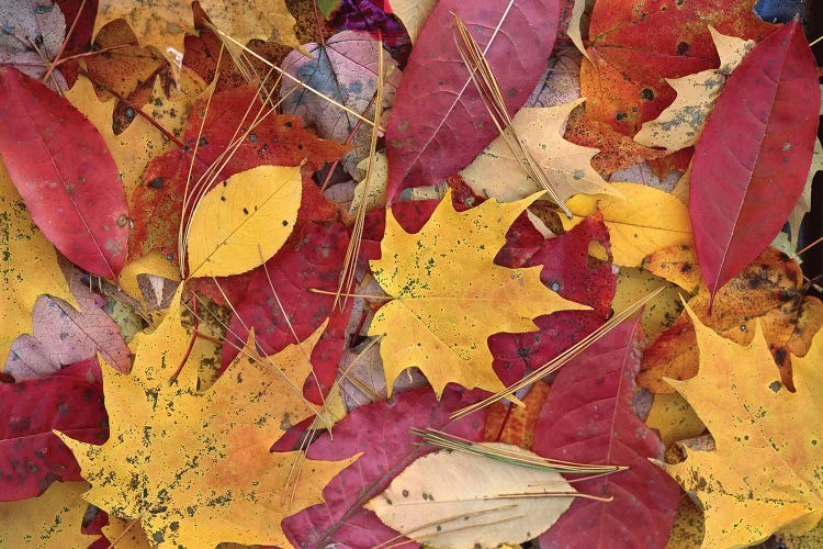 Fall-Colored Maple, Sourwood And Cherry Leaves On Ground, Great Smoky Mountains National Park, Tennessee