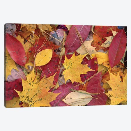 Fall-Colored Maple, Sourwood And Cherry Leaves On Ground, Great Smoky Mountains National Park, Tennessee Canvas Print #TFI358} by Tim Fitzharris Canvas Wall Art