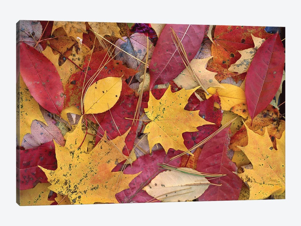 Fall-Colored Maple, Sourwood And Cherry Leaves On Ground, Great Smoky Mountains National Park, Tennessee by Tim Fitzharris 1-piece Art Print