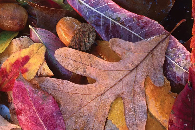 Fall-Colored Oak, Cherry And Sumac Leaves On Ground With Acorns, Petit Jean State Park, Arkansas