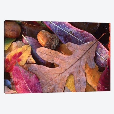 Fall-Colored Oak, Cherry And Sumac Leaves On Ground With Acorns, Petit Jean State Park, Arkansas Canvas Print #TFI359} by Tim Fitzharris Canvas Art