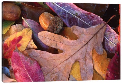 Fall-Colored Oak, Cherry And Sumac Leaves On Ground With Acorns, Petit Jean State Park, Arkansas Canvas Art Print - Arkansas Art