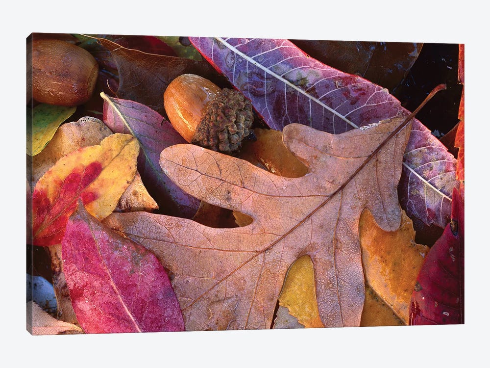 Fall-Colored Oak, Cherry And Sumac Leaves On Ground With Acorns, Petit Jean State Park, Arkansas by Tim Fitzharris 1-piece Canvas Wall Art