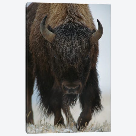 American Bison In Snow, North America Canvas Print #TFI35} by Tim Fitzharris Canvas Wall Art