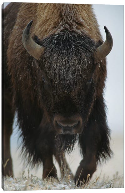 American Bison In Snow, North America Canvas Art Print