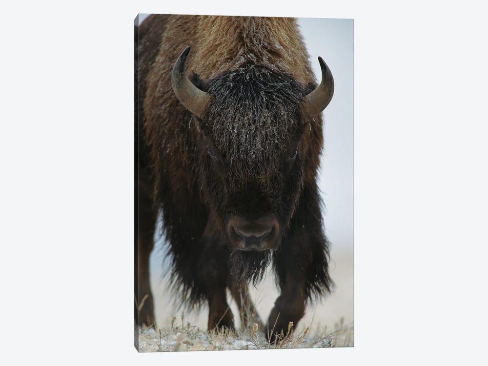 American Bison In Snow, North America by Tim Fitzharris 1-piece Canvas Art