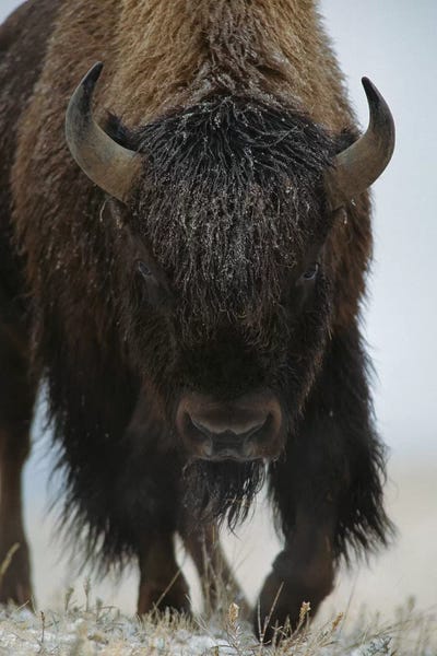Bison & Buffaloes: American Bison In Snow, North America by Tim Fitzharris
