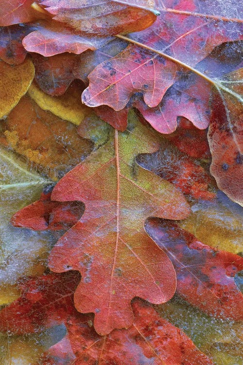 Fallen Autumn Colored Oak Leaves Frozen On The Ground