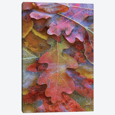 Fallen Autumn Colored Oak Leaves Frozen On The Ground Canvas Print #TFI362} by Tim Fitzharris Canvas Art Print