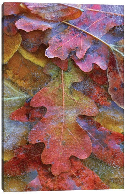 Fallen Autumn Colored Oak Leaves Frozen On The Ground Canvas Art Print - Oak Tree Art