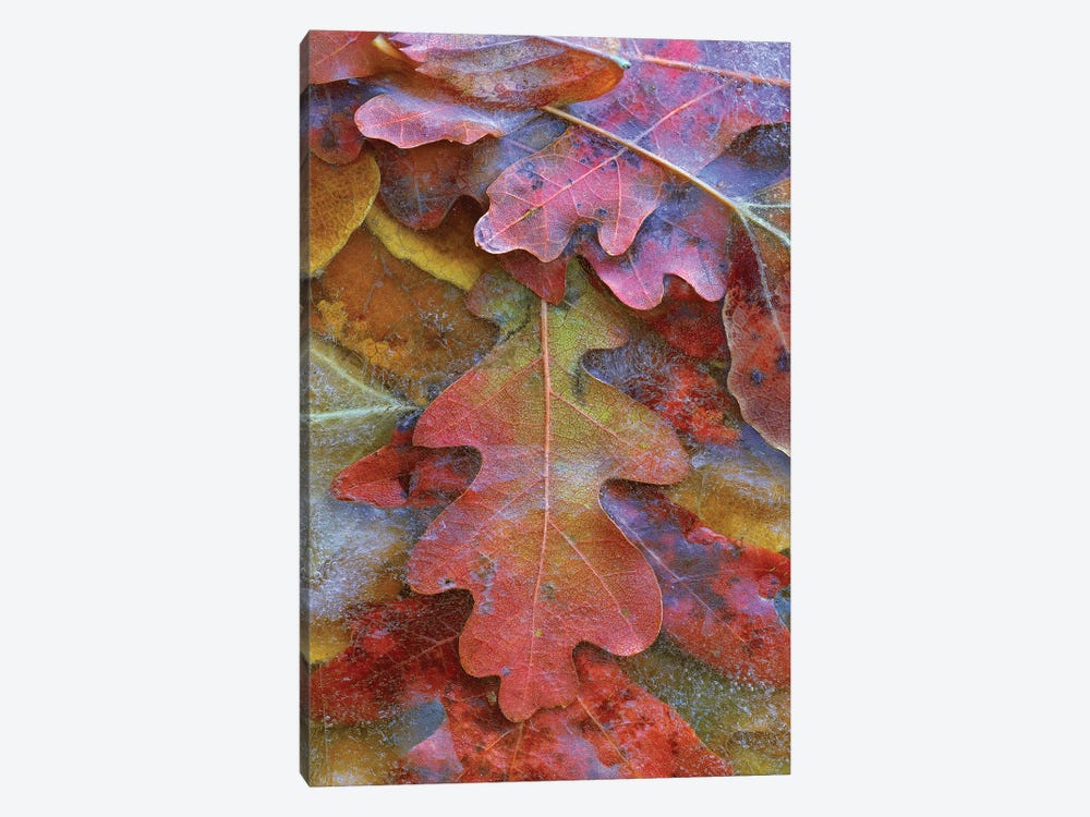 Fallen Autumn Colored Oak Leaves Frozen On The Ground by Tim Fitzharris 1-piece Canvas Art
