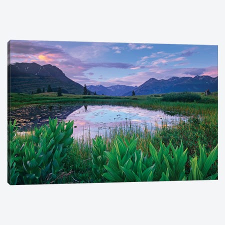 False Hellebore Surrounded Pond With Grand Turk And Kendall Mountains In Background, Molas Pass, Colorado Canvas Print #TFI363} by Tim Fitzharris Art Print