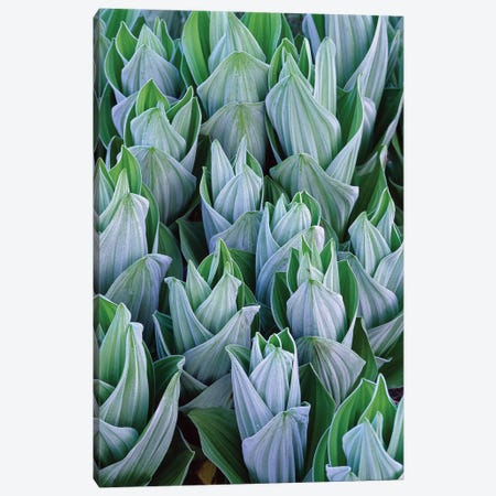 False Hellebore With Frost, Gothic, Colorado Canvas Print #TFI364} by Tim Fitzharris Canvas Artwork
