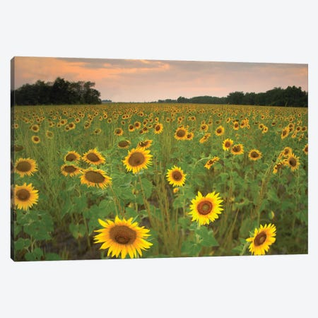 Field Of Sunflowers, Flint Hills National Wildlife Refuge, Kansas Canvas Print #TFI365} by Tim Fitzharris Canvas Art