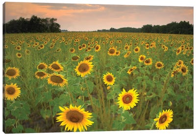 Field Of Sunflowers, Flint Hills National Wildlife Refuge, Kansas Canvas Art Print - Kansas