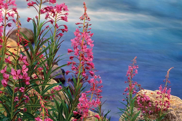 Fireweed Against Flowing Stream, North America