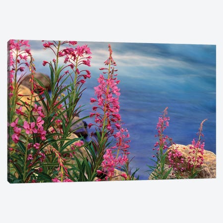 Fireweed Against Flowing Stream, North America Canvas Print #TFI367} by Tim Fitzharris Canvas Art