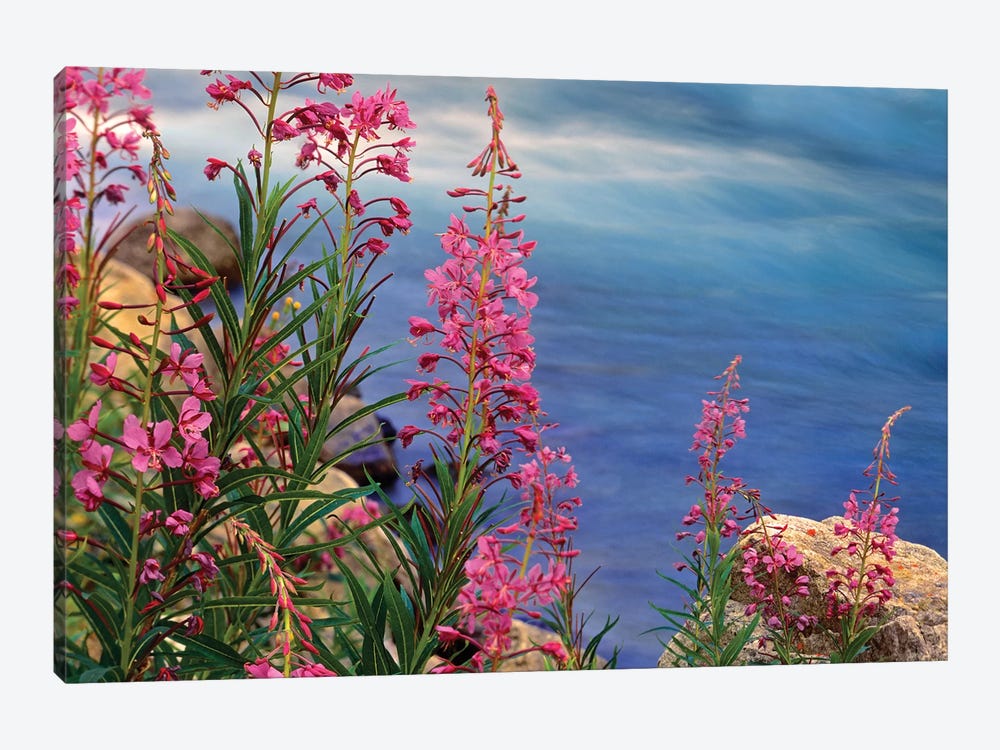 Fireweed Against Flowing Stream, North America by Tim Fitzharris 1-piece Art Print