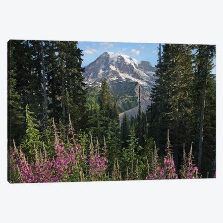 Fireweed Flowering And Mount Rainier, Mount Rainier National Park, Washington Canvas Print #TFI369} by Tim Fitzharris Canvas Art Print