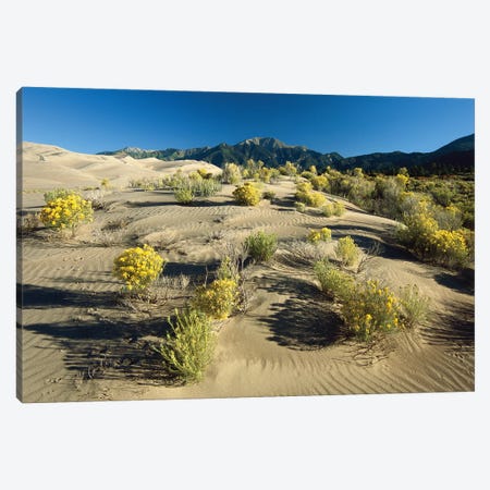 Flowering Shrubs On The Dune Fields In Front Of The Sangre De Cristo Mountains, Great Sand Dunes National Monument, Colorado Canvas Print #TFI370} by Tim Fitzharris Canvas Wall Art