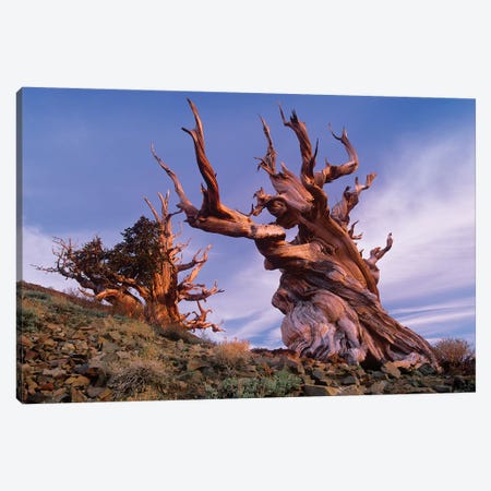 Foxtail Pine Tree, Known As Methuselah, Is Over 4800 Years Old, White Mountains, Inyo National Forest, California Canvas Print #TFI373} by Tim Fitzharris Canvas Artwork