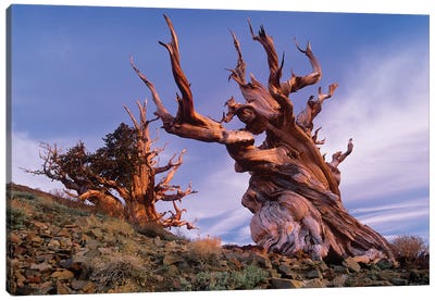 Foxtail Pine Tree, Known As Methuselah, Is Over 4800 Years Old, White Mountains, Inyo National Forest, California Canvas Art Print - Pine Tree Art