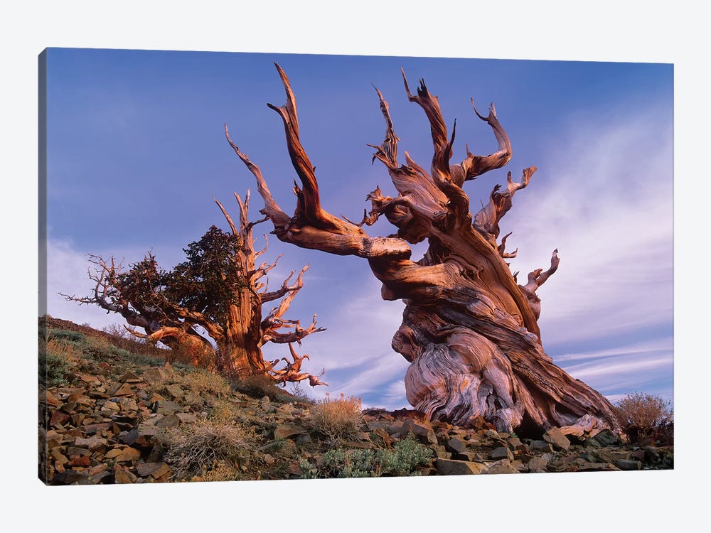 Foxtail Pine Tree, Known As Methuselah, Is Over 4800 Years Old, White Mountains, Inyo National Forest, California by Tim Fitzharris 1-piece Canvas Artwork