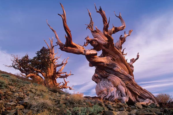 Evergreen Trees: Foxtail Pine Tree, Known As Methuselah, Is Over 4800 Years Old, White Mountains, Inyo National Forest, California by Tim Fitzharris