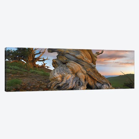 Foxtail Pine Tree, Twisted Trunk Of An Ancient Tree, Sierra Nevada, California I Canvas Print #TFI374} by Tim Fitzharris Canvas Art Print
