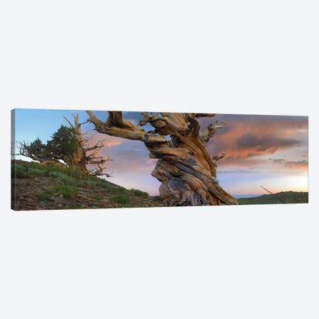 Foxtail Pine Tree, Twisted Trunk Of An Ancient Tree, Sierra Nevada, California II Canvas Print #TFI375} by Tim Fitzharris Canvas Print