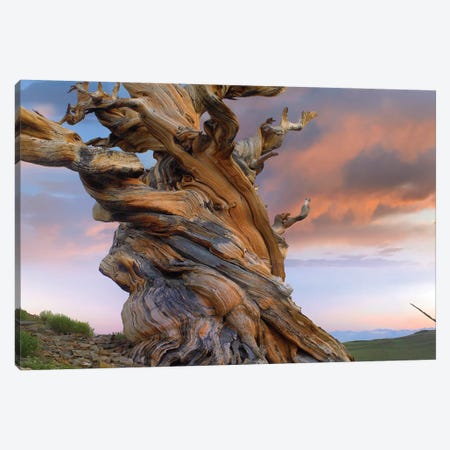 Foxtail Pine Tree, Twisted Trunk Of An Ancient Tree, Sierra Nevada, California III Canvas Print #TFI376} by Tim Fitzharris Canvas Print