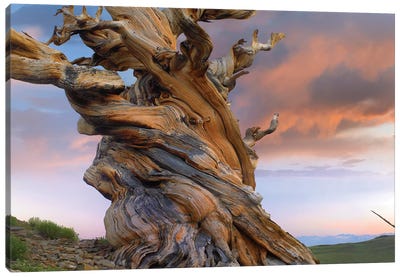 Foxtail Pine Tree, Twisted Trunk Of An Ancient Tree, Sierra Nevada, California III Canvas Art Print - Evergreen Tree Art