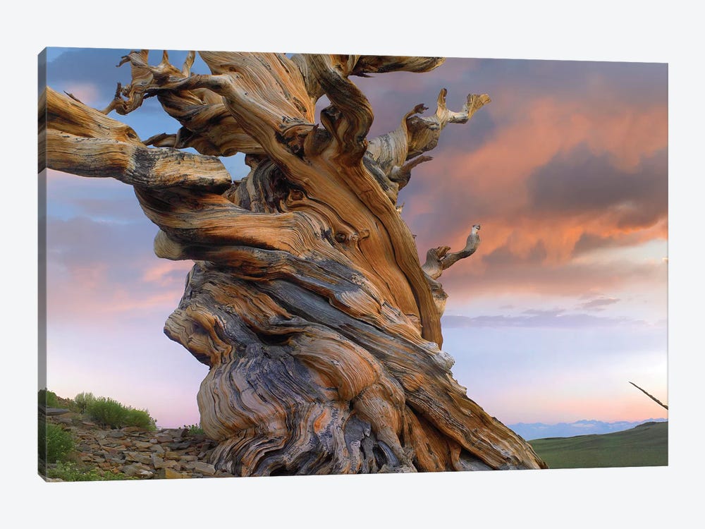 Foxtail Pine Tree, Twisted Trunk Of An Ancient Tree, Sierra Nevada, California III by Tim Fitzharris 1-piece Canvas Art Print