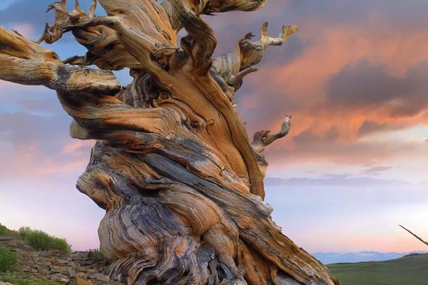 Evergreen Trees: Foxtail Pine Tree, Twisted Trunk Of An Ancient Tree, Sierra Nevada, California III by Tim Fitzharris