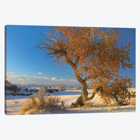 Fremont Cottonwood Tree Single Tree In Desert, White Sands National Monument, Chihuahuan Desert New Mexico Canvas Print #TFI377} by Tim Fitzharris Canvas Print