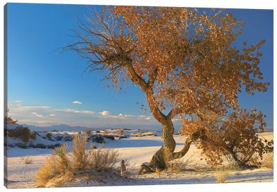 Fremont Cottonwood Tree Single Tree In Desert, White Sands National Monument, Chihuahuan Desert New Mexico Canvas Art Print - Poplar Tree Art