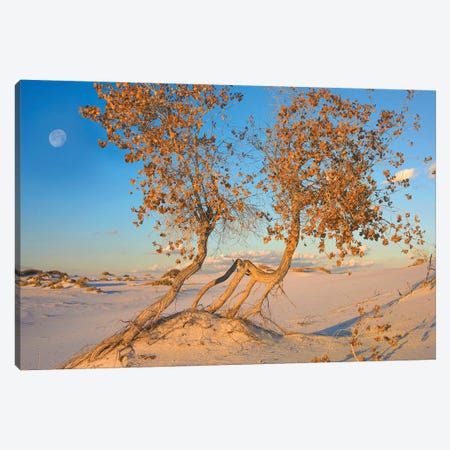 Fremont Cottonwood Trees Growing In The Chihuahuan Desert At White Sands National Monument, New Mexico Canvas Print #TFI378} by Tim Fitzharris Canvas Wall Art