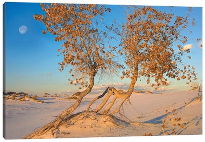 Fremont Cottonwood Trees Growing In The Chihuahuan Desert At White Sands National Monument, New Mexico Canvas Art Print