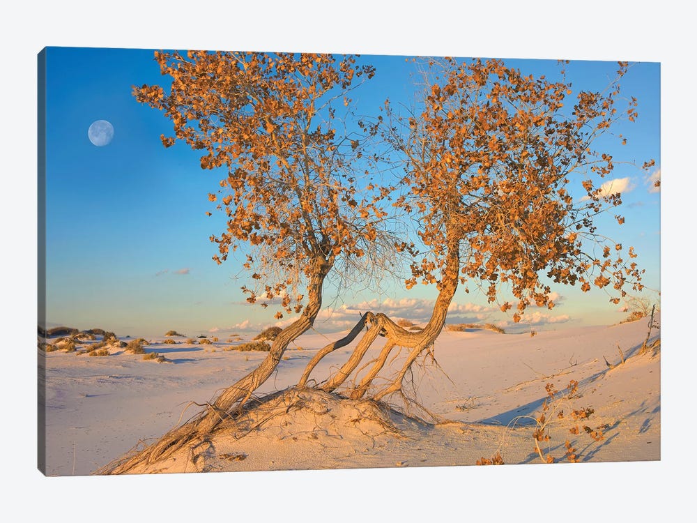 Fremont Cottonwood Trees Growing In The Chihuahuan Desert At White Sands National Monument, New Mexico 1-piece Canvas Print