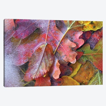 Frozen Autumn Leaves, North America Canvas Print #TFI380} by Tim Fitzharris Art Print