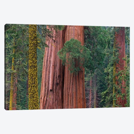 Giant Sequoia Trees, California Canvas Print #TFI390} by Tim Fitzharris Canvas Wall Art