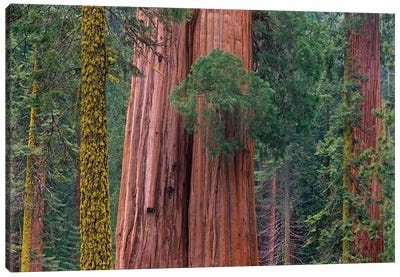 Giant Sequoia Trees, California Canvas Art Print - Sequoia National Park Art