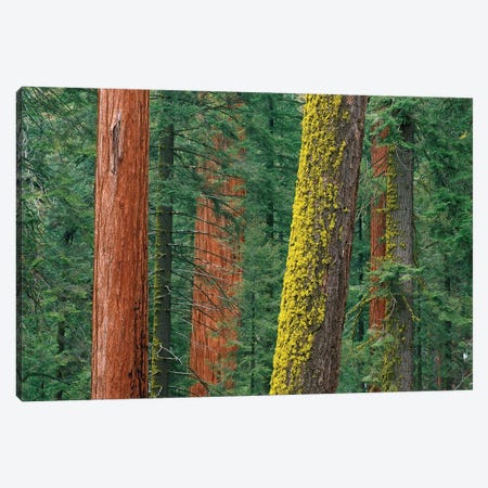 Giant Sequoia Trees, Some With Mossy Trunks, In Grant Grove, Sequoia National Park, California Canvas Print #TFI391} by Tim Fitzharris Canvas Art