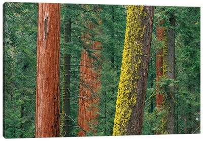 Giant Sequoia Trees, Some With Mossy Trunks, In Grant Grove, Sequoia National Park, California Canvas Art Print - Sequoia National Park Art